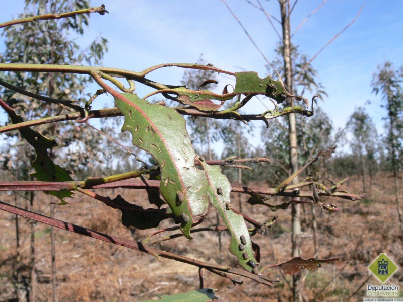 Puestas e indicios de alimentación larvaria en brote de eucalipto.jpg